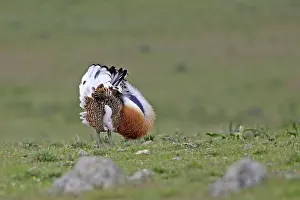 Tarda: Great Bustard displaying male