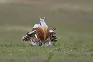 Tarda: Great Bustard displaying male