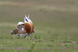 Tarda: Great Bustard displaying male