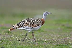 Tarda: Great Bustard displaying male