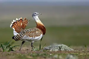 Tarda: Great Bustard displaying male