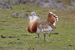 Tarda: Great Bustard displaying male