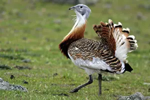Tarda: Great Bustard displaying male