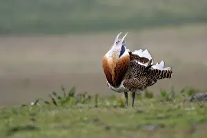 Tarda: Great Bustard displaying male