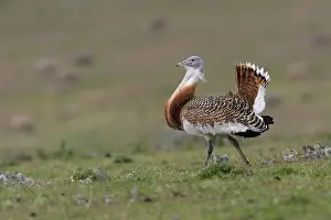 Tarda: Great Bustard displaying male