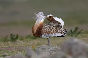 Tarda: Great Bustard displaying male