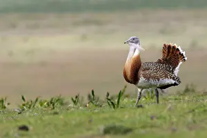 Tarda: Great Bustard displaying male