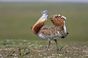 Tarda: Great Bustard displaying male