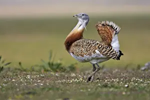 Tarda: Great Bustard displaying male