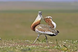 Tarda: Great Bustard displaying male