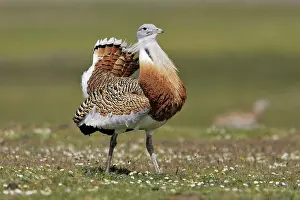 Tarda: Great Bustard displaying male
