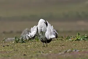 Tarda: Great Bustard displaying male