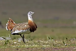 Tarda: Great Bustard displaying male