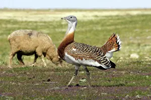 Tarda: Great Bustard displaying male