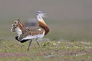 Tarda: Great Bustard displaying male