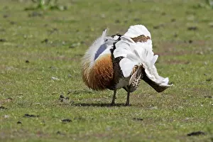 Tarda: Great Bustard displaying male