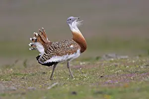 Tarda: Great Bustard displaying male