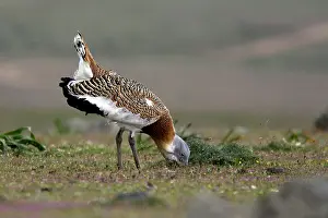 Tarda: Great Bustard displaying male
