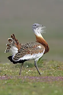 Tarda: Great Bustard displaying male