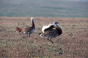 Displays: GREAT BUSTARD - displaying, male and female