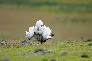 Bustards: Great Bustard - displaying on steppe