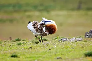 Otis: Great Bustard - displaying and struts across spanish stepps