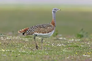 Tarda: Great Bustard - female in the rain