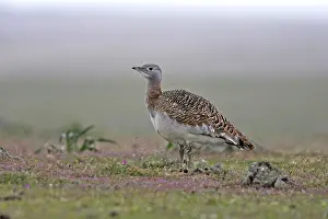 Tarda: Great Bustard - female in the rain