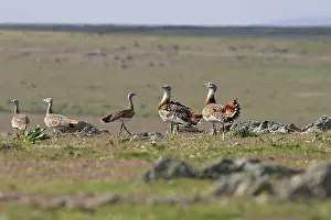Tarda: Great Bustard - Female and young males