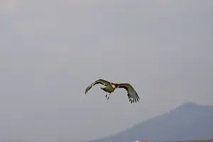 Tarda: Great Bustard - In flight