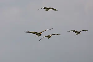 Tarda: Great Bustard - In flight