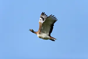 Tarda: Great Bustard - in flight