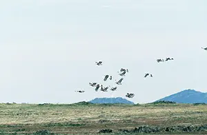Bustard: GREAT BUSTARD - in flight