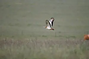 Otis: Great Bustard - in flight - April