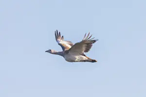 Bustard: Great Bustard hen flight