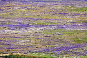 Leks: Great Bustard lek - amongst wild flowers