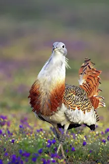 Otis: Great Bustard - Male