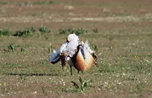 Leks: Great Bustard - Male, display