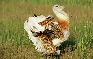 Leks: Great Bustard - male, display