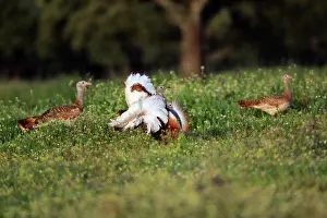Otis: Great Bustard - male displaying to 2 females