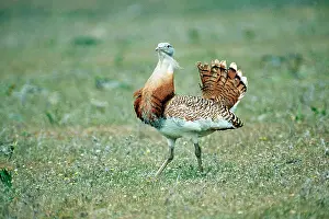 Tarda: GREAT BUSTARD - male displaying