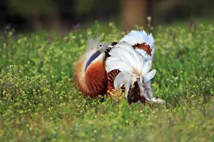 Trada: Great Bustard - male displaying