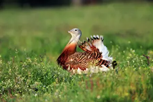 Otis: Great Bustard - male displaying