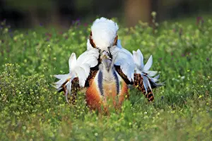 Otis: Great Bustard - male displaying