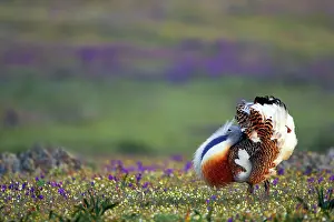 Otis: Great Bustard - Male displaying
