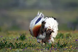 Otis: Great Bustard - Male displaying