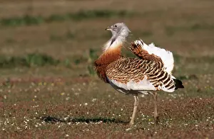 Displays: GREAT BUSTARD - male, displaying