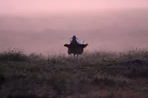 Otis: Great Bustard - male displaying at dawn