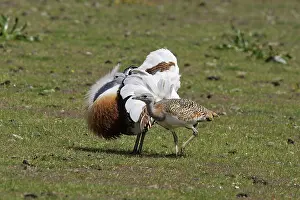 Tarda: Great Bustard male displaying with female