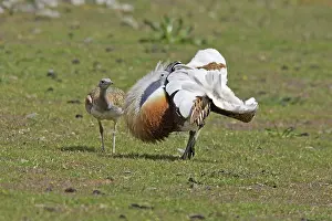 Tarda: Great Bustard male displaying with female